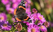 Admiral in Crinitz, Foto: Ralf Donat, Lizenz: Sielmanns Naturlandschaft Wanninchen