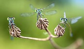 Drei Kleinlibellen, Foto: Alberto Ghizzi Panizza, Lizenz: Alberto Ghizzi Panizza