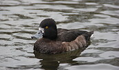 Ente, Foto: Landschafts-Förderverein Nuthe-Nieplitz-Niederung e.V., Lizenz: Landschafts-Förderverein Nuthe-Nieplitz-Niederung e.V.