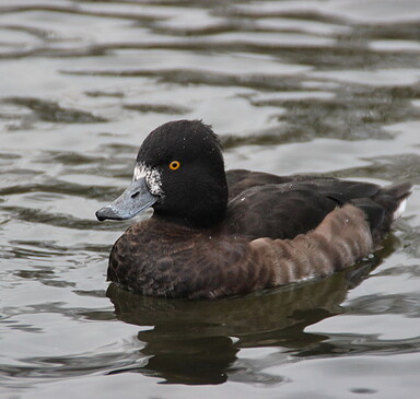 Ente gut, alles gut - Beobachtung von rastenden Enten in und um Blankensee
