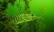 Hecht, Foto: tauchclub-guben-ev, Lizenz: tauchclub-guben-ev