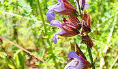 Mein Naturjahr - Live aus dem Kräutergarten, Foto: Denise Rose, Lizenz: Denise Rose