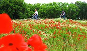 Mohn, Foto: CorporateArt, Lizenz: Tourismusverband Prignitz