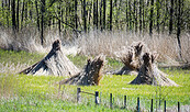 Ernte, Foto: Markus Tiemann, Lizenz: Tourismusverband Prignitz