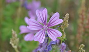 Malvenblüte, Foto: Peter Koch, Lizenz: Landschafts-Förderverein Nuthe-Nieplitz-Niederung e.V.