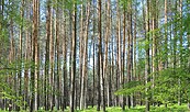 Kiefernwald im Naturpark, Foto: Bansen-Wittig