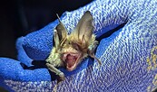 Fledermausnacht in Elbe-Elster, Foto: FV Naturpark NLH