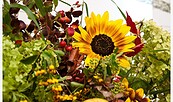 Gartenschönheit in Vasen, Foto: URANIA Potsdam, Lizenz: URANIA Potsdam