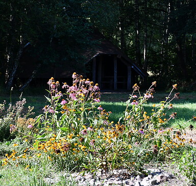 Sommerwildkräuter mit allen Sinnen erleben