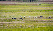 Kraniche im Rambower Moor, Foto: Markus Tiemann, Lizenz: Tourismusverband Prignitz