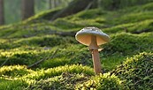 Pilz, Foto: Jürgen auf Pixabay, Lizenz: Jürgen auf Pixabay