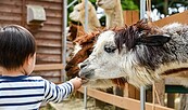 Bild von Johnny_px auf Pixabay, Foto: Johnny_px auf Pixabay, Lizenz: Johnny_px auf Pixabay