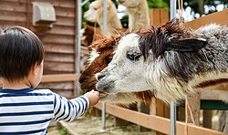 Alpaka Spaziergang - Ferienprogramm Ferienpark Scharmützsee