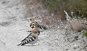 Wiedehopfe in der Kyritz-Ruppiner Heide (Upupa epops), Foto: © Hannes Petrischak, Lizenz: Heinz Sielmann Stiftung