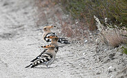 Wiedehopfe in der Kyritz-Ruppiner Heide (Upupa epops), Foto: © Hannes Petrischak, Lizenz: Heinz Sielmann Stiftung