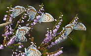Geißklee-Bläulinge (Plebejus argus), Foto: © Hannes Petrischak, Lizenz: Heinz Sielmann Stiftung