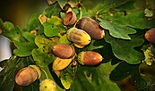 Eicheln, Foto: (c) MabelAmber auf Pixabay, Lizenz: (c) MabelAmber auf Pixabay