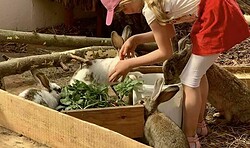 Besuch bei Mümmel & Quieki  - Ferienprogramm Ferienpark Scharmützsee