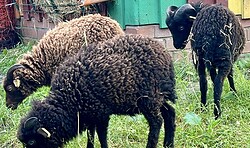 Kuschelstunde mit den Zwergschafen - Ferienprogramm Ferienpark Scharmützsee