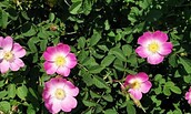 Wildrose, Foto: Pratensis