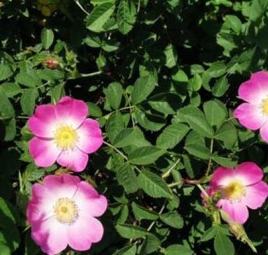 Ein wilder Sommerspaziergang