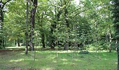 Nachpflanzungen im Park Sanssouci, Foto: Silke Hollender, Lizenz: SPSG