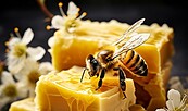 Käse mit Honig, Foto: pixabay, Lizenz: pixabay