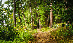 Wald-Yoga-Walk