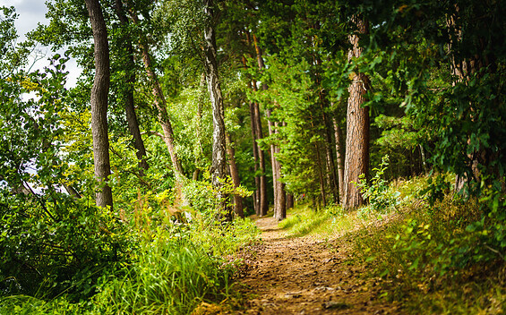 Wald-Yoga-Walk