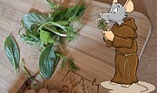 Kräuterküche mit Klostermaus Franzi, Foto: Stadt Jüterbog, Lizenz: Stadt Jüterbog