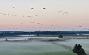 Abflug der Kraniche, Foto: Ulf Bollack, Lizenz: NaturSchutzFonds Bbg.
