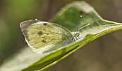 Falter, Foto: Cathrina Balthasar, Lizenz: Cathrina Balthasar
