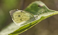 Falter, Foto: Cathrina Balthasar, Lizenz: Cathrina Balthasar
