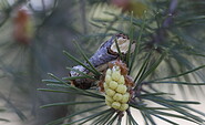 getarnter Falter, Foto: Cathrina Balthasar, Lizenz: Cathrina Balthasar