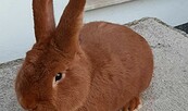 Rassekaninchen, Foto: G. Gottschalk