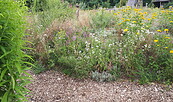 Naturgarten, Foto: NABU BBM, Lizenz: NABU BBM