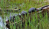 Europäische Sumpfschildkröte, Foto: P.Boege, Lizenz: P.Boege