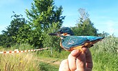 Eisvogel, Foto: NABU BBM, Lizenz: NABU BBM
