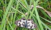 Schmetterling in der Wiese, Foto: Christina Lembcke, Lizenz: Christina Lembcke, NABU Brandenburg