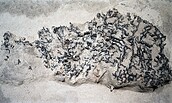Knotenloses Netz, Weidenbast, um 8000 v. Chr., Friesack, Lkr. Havelland, Foto: Atelier Thomas Bartel, Lizenz: BLDAM
