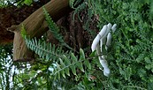 Foto: Botanischer Garten der Universität Potsdam, Lizenz: Botanischer Garten der Universität Potsdam