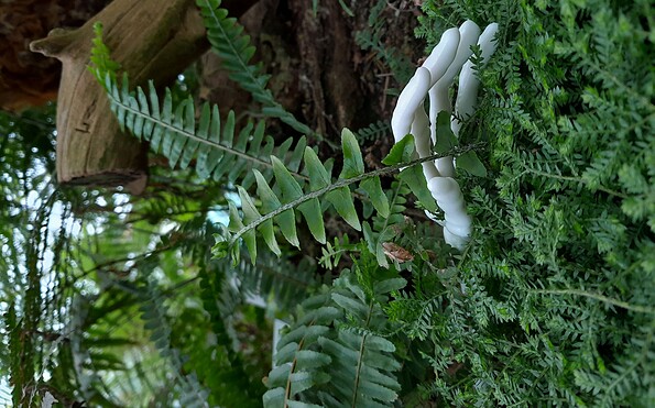 Foto: Botanischer Garten der Universität Potsdam, Lizenz: Botanischer Garten der Universität Potsdam