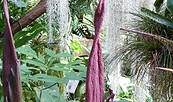 Foto: Botanischer Garten der Universität Potsdam, Lizenz: Botanischer Garten der Universität Potsdam