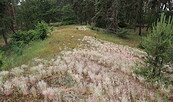 Silbergrassteppe auf den Prämer Bergen, Foto: I. Willecke, Lizenz: NSF