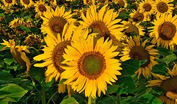 SOMMERFERIENPROGRAMM | Natur drucken - Kreativworkshop