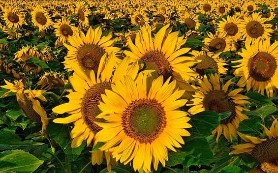 SOMMERFERIENPROGRAMM | Natur drucken - Kreativworkshop