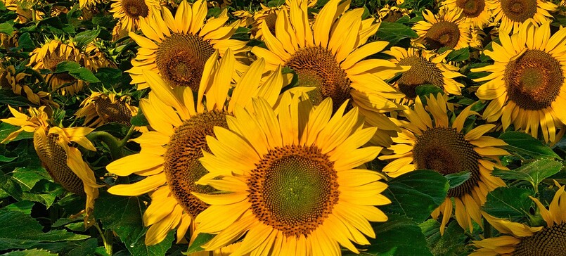 SOMMERFERIENPROGRAMM | Natur drucken - Kreativworkshop