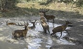 Geheime Welt der Tiere, Foto: Axel Gebauer, Lizenz: Axel Gebauer