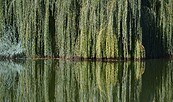 Weide am Wasser, Foto: pixabay, Lizenz: pixabay