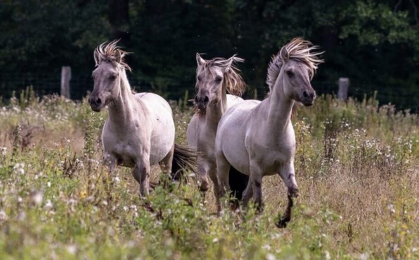 Wildpferde, Foto: SHW Tourismus- und Wirtschaftsentwicklungsgesellschaft Niederfinow mbH, Lizenz: SHW Tourismus- und Wirtschaftsentwicklungsgesellschaft Niederfinow mbH
